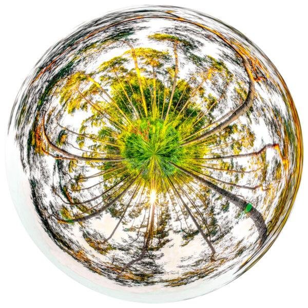 Photo mini planète d'arbres dans un bois en forme d'iris