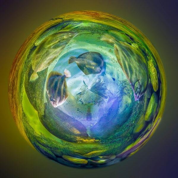 Poissons plats dans un univers vert, bleu et orange