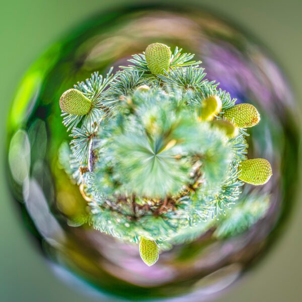 Photo mini planète de fruits d'un conifère. La couleur de l'image est globalement verte