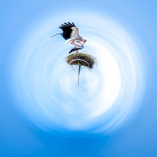 Photo mini planètes de deux cigognes dans leur nid