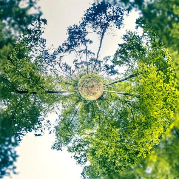Photo mini planète d'arbres dans un bois.