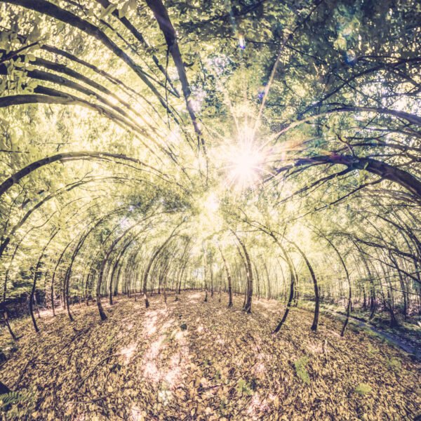 Photo mini planète d'arbres incurvés vers le centes de l'image dans un bois