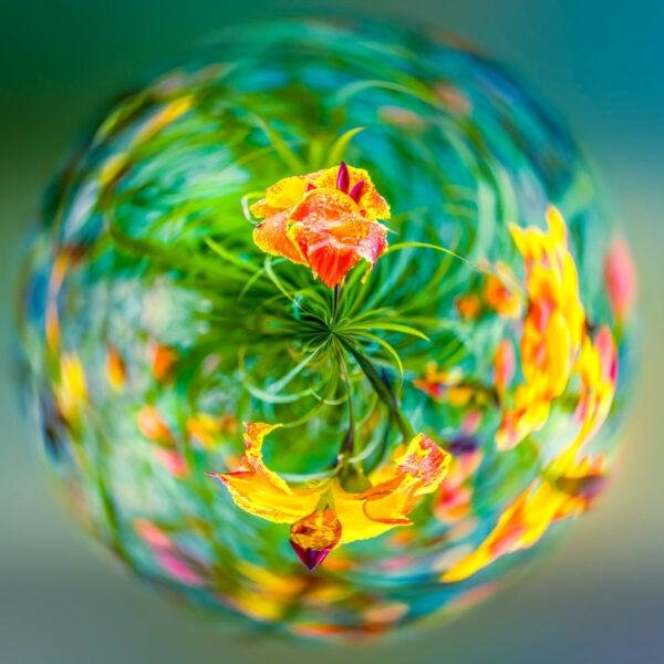 Photo mini planète de fleurs dans les Jardins Martels