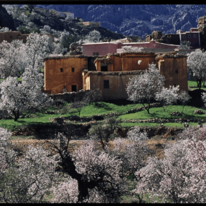 Amandiers en fleurs à Tafraoute
