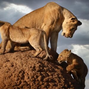 EN FAMILLE