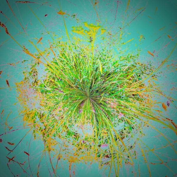 Orbe floral baigné de ciel bleu, irradiant une lumière de pollen éclatante.