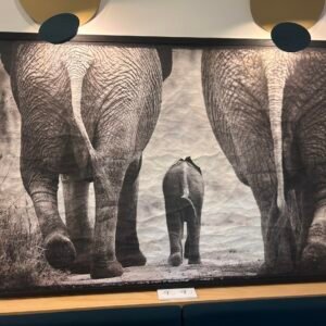 ELEPHANT FAMILY