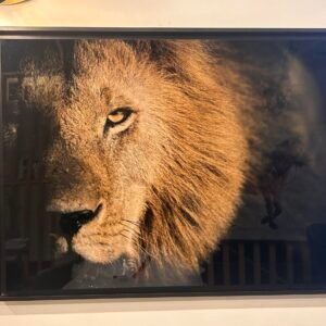 Le Roi lion Le Roi lion