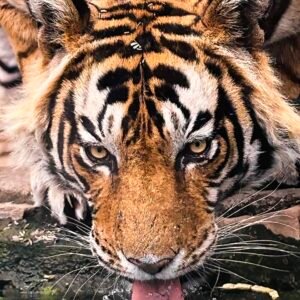 Tiger 2 focus