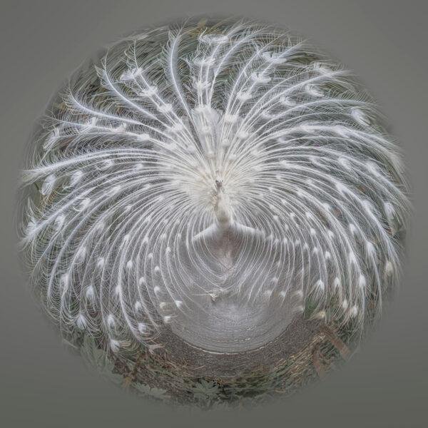 Photo de type mini planète d'un paon blanc faisant la roue. Les couleurs sont très fortement désaturées