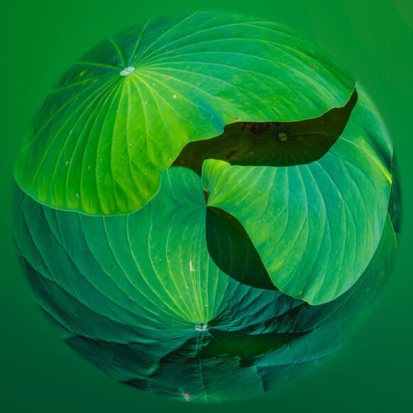 Photo artistique de type mini planète qui illustre de manière poétique des feuilles de Lotus