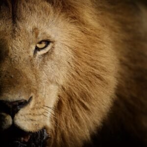 Le Roi lion Le Roi lion
