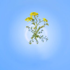 Photo mini planète de fleurs de colza dans le ciel bleu