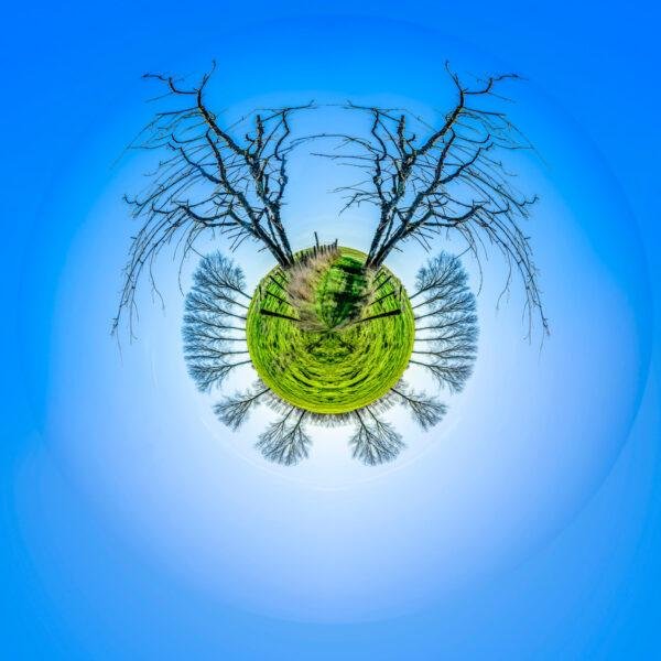 photo mini planète de deux arbres en sentinelles dans l'espace