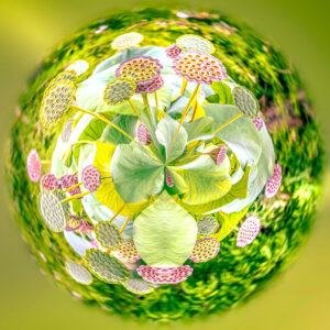 Photo mini planète de fruits de fleurs de lotus. La tonalité générale est jaune verte