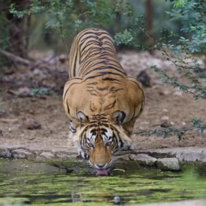 TIGER 2