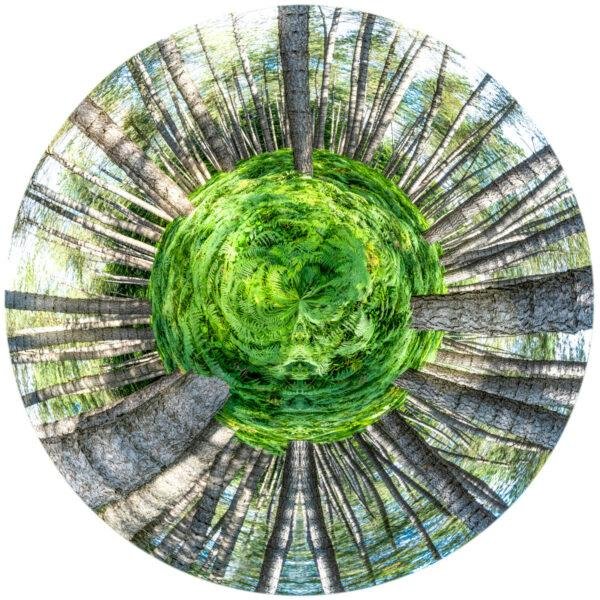 Photo mini planète d'un tapis de fougères dans un sous-bois