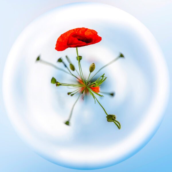 Photo mini planète de coquelicots sur un fond de ciel bleu.