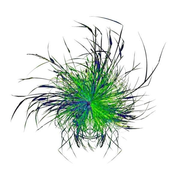 photo mini planète de brins d'herbe