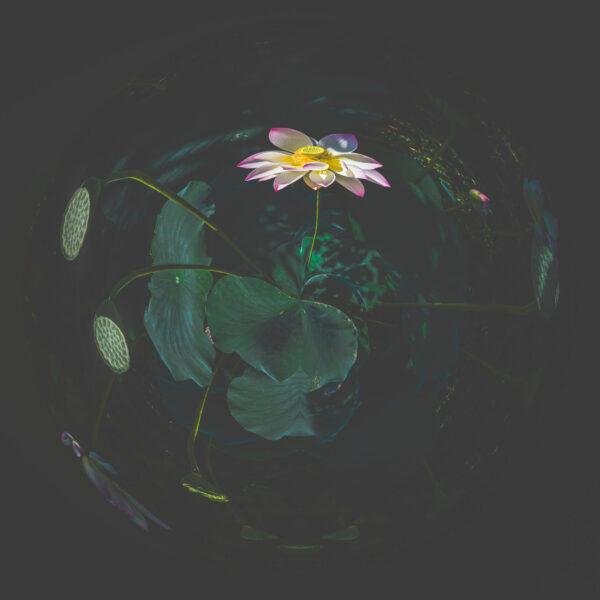 Photo d'art de type mini planète d'une fleur de Lotus