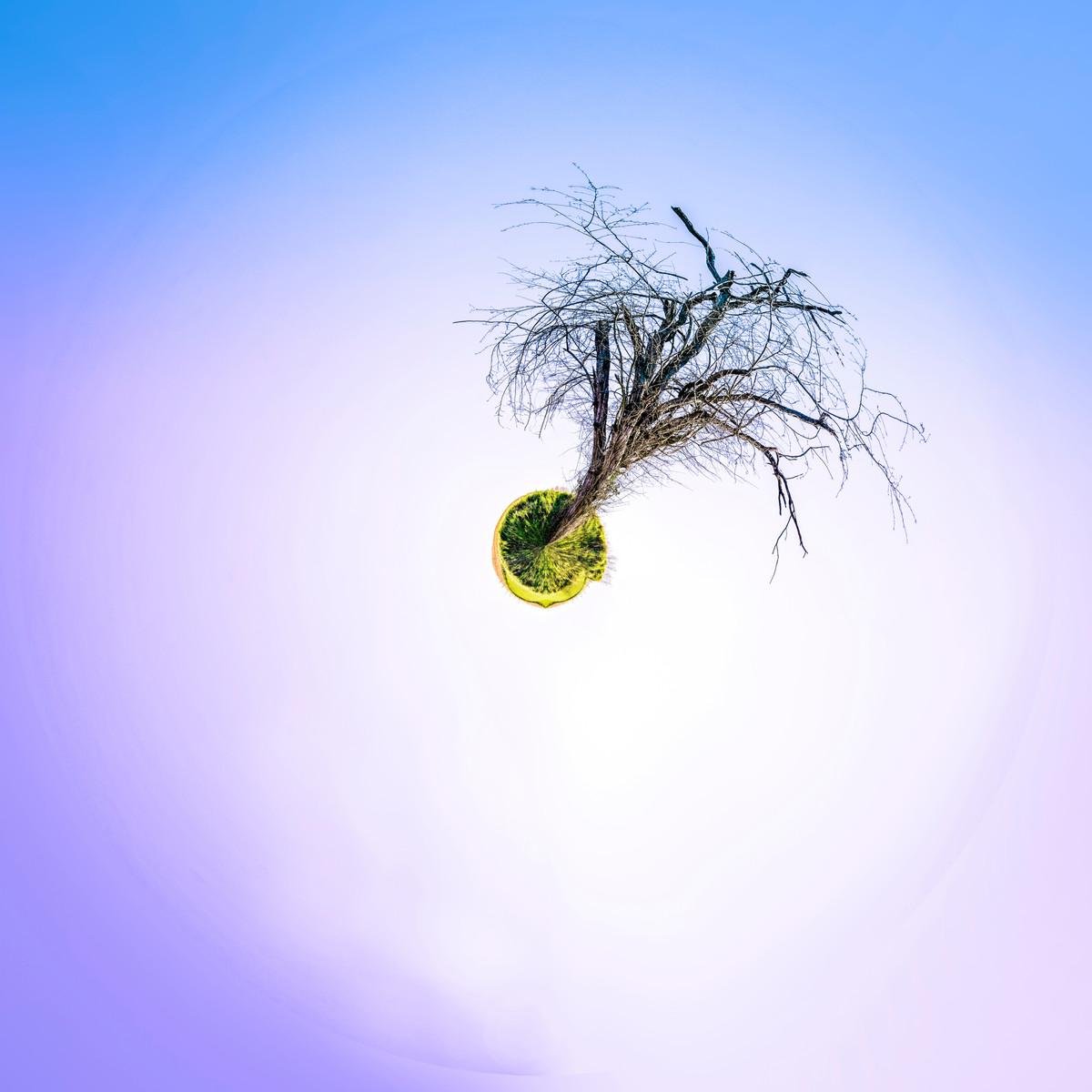 L&rsquo;Arbre Flottant