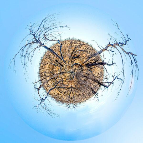 Photo mini planète d'un paysage d'arbres calcinés à Messa Verde