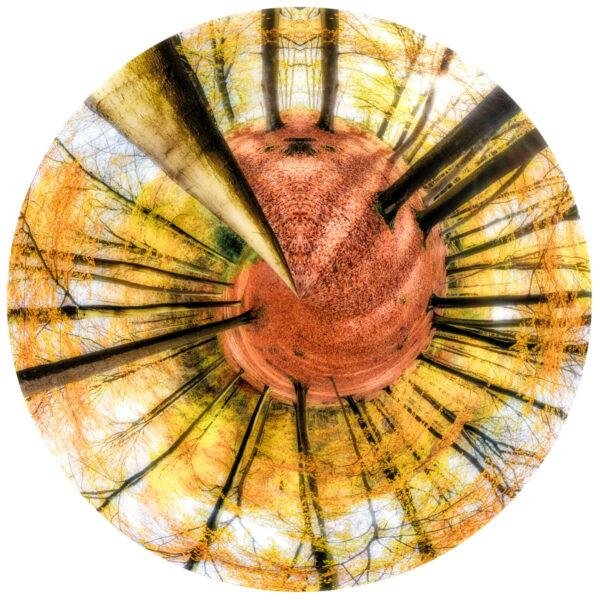 Photo mini planète d'arbres dans un bois en automne