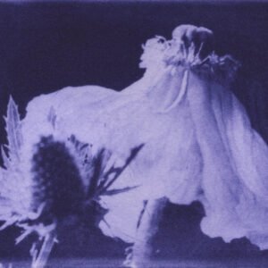 Anémone et Chardon
