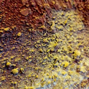 YV-2026-038_l_imbrulee_traversa_la_nuit_detail2 YV-2026-038_l_imbrulee_traversa_la_nuit_detail2